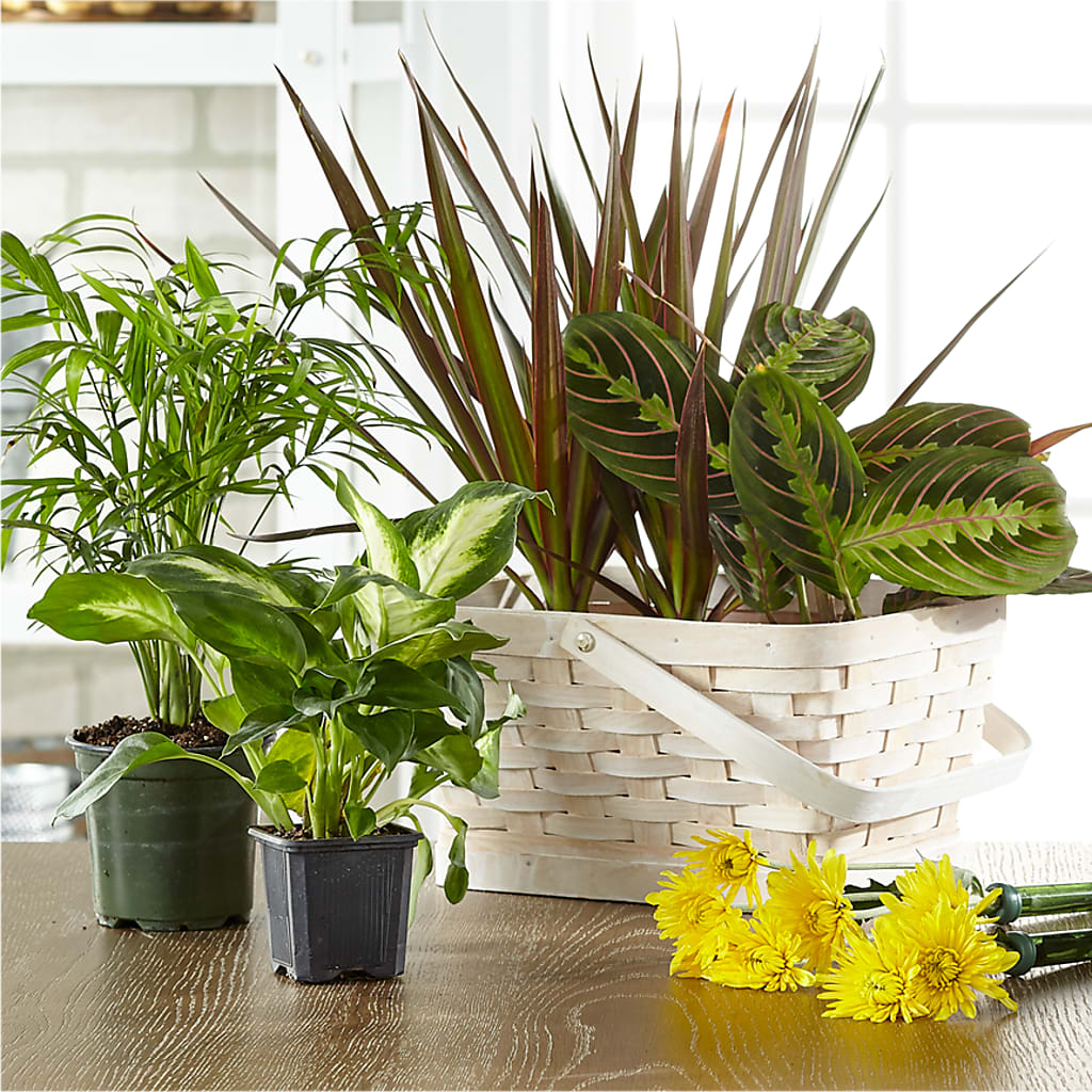 Florist Designed Blooming and Green Plants in a Basket – All Occasion Florist, Sevierville TN