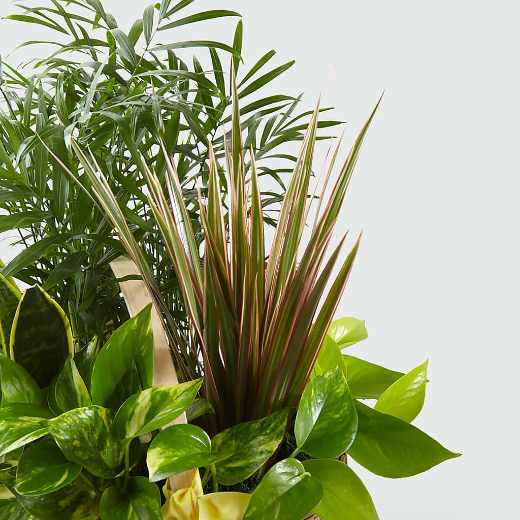 French Garden – All Occasion Florist, Sevierville TN