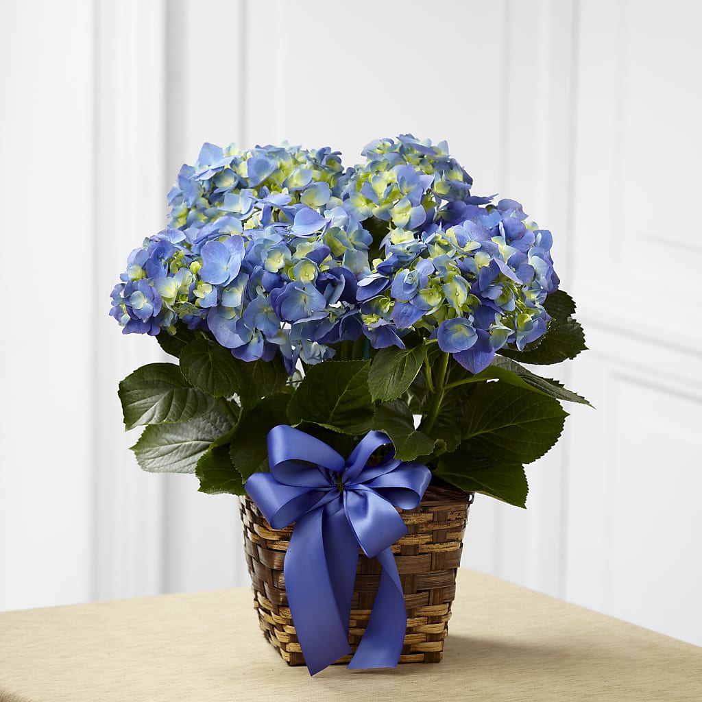 Blue Hydrangea Planter – All Occasion Florist, Sevierville TN