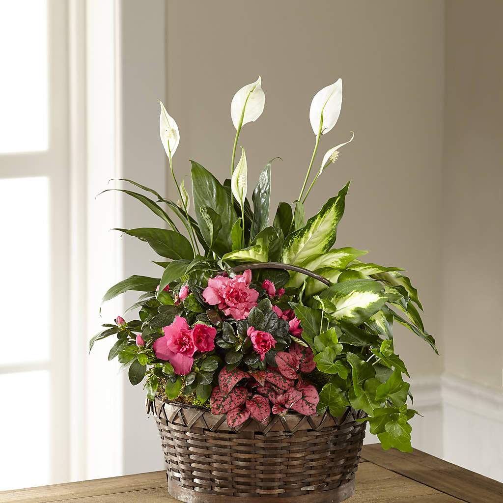 Dream in Pink Dishgarden – All Occasion Florist, Sevierville TN
