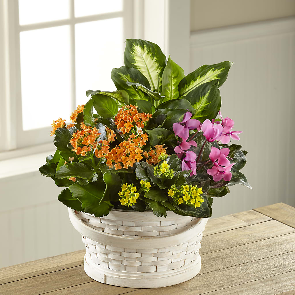 Color Crush Dishgarden – All Occasion Florist, Sevierville TN