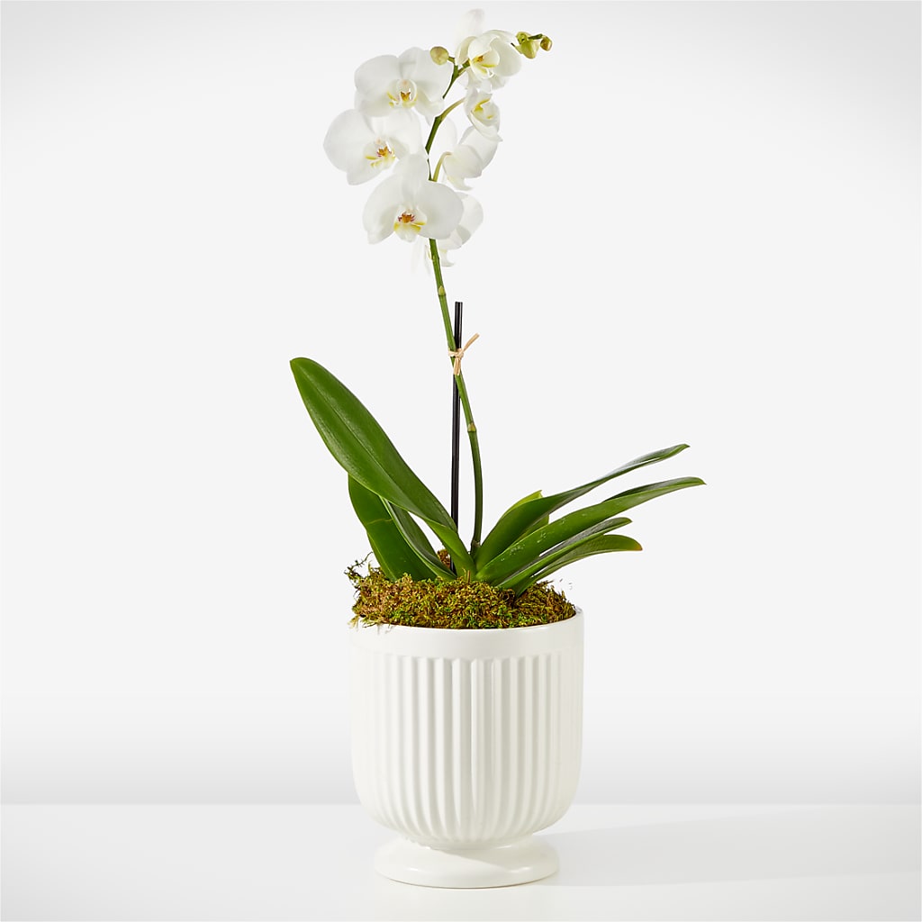 Whispering White Orchid – All Occasion Florist, Sevierville TN