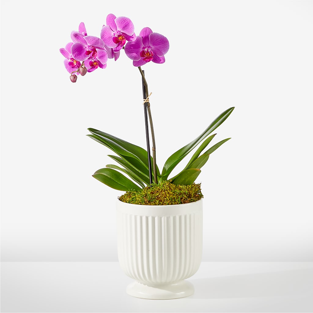 Friendly Fuchsia Orchid – All Occasion Florist, Sevierville TN