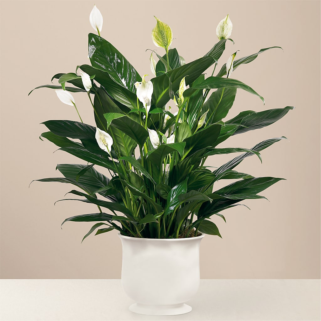 Comfort Planter – All Occasion Florist, Sevierville TN