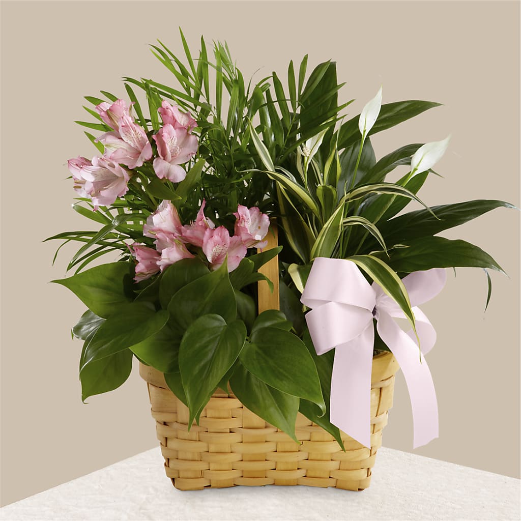 Living Spirit Dishgarden – All Occasion Florist, Sevierville TN