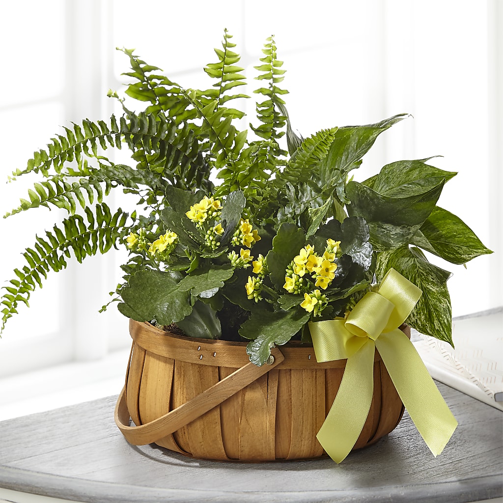 Always Dear Dishgarden – All Occasion Florist, Sevierville TN