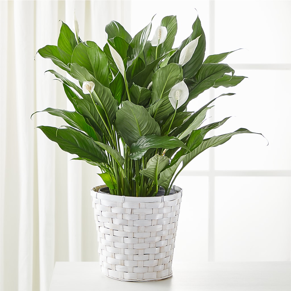A New Leaf Peace Lily – All Occasion Florist, Sevierville TN