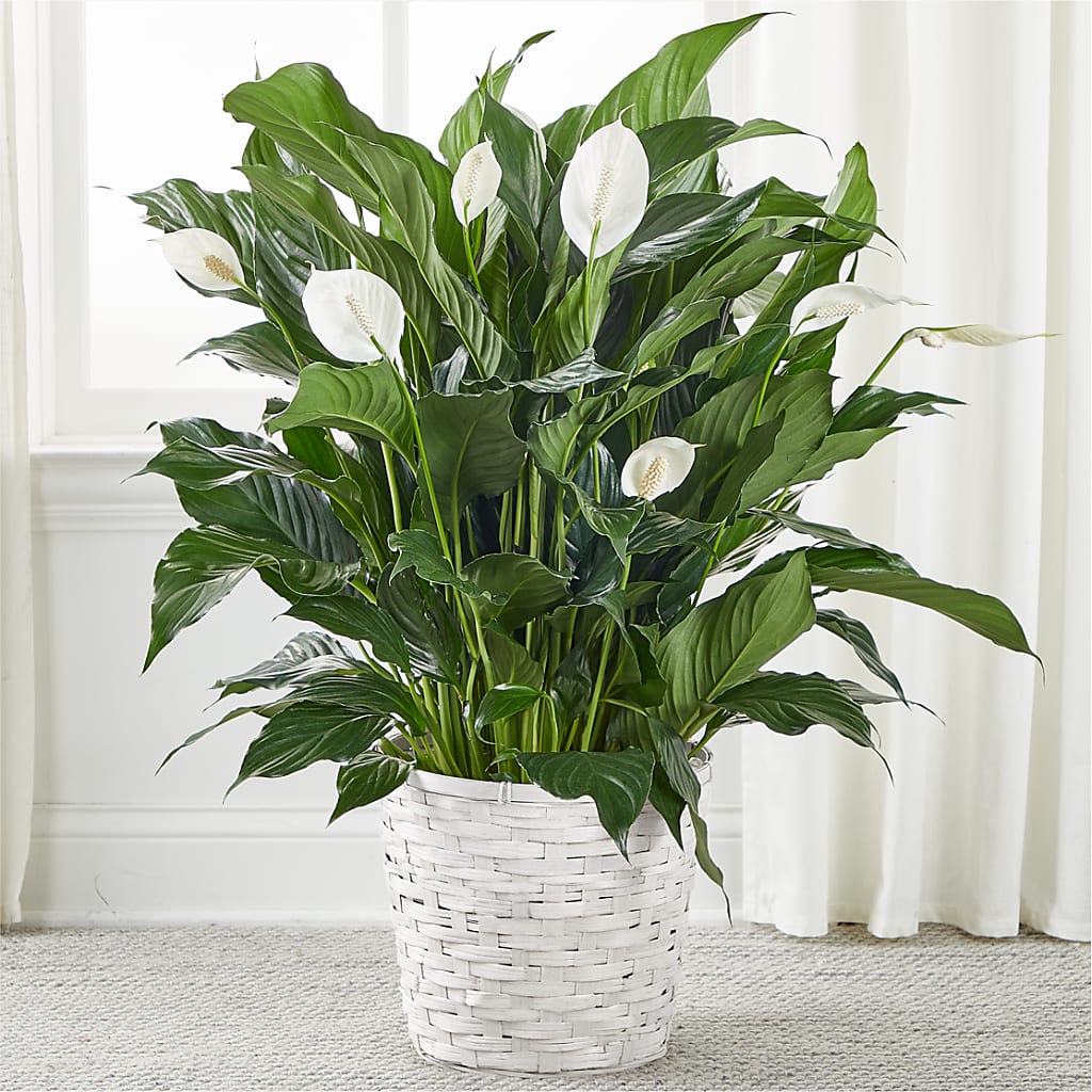 A New Leaf Peace Lily – All Occasion Florist, Sevierville TN