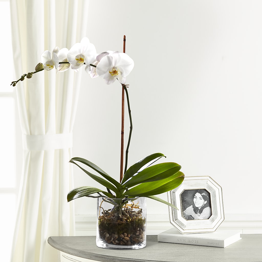 White Orchid Planter – All Occasion Florist, Sevierville TN