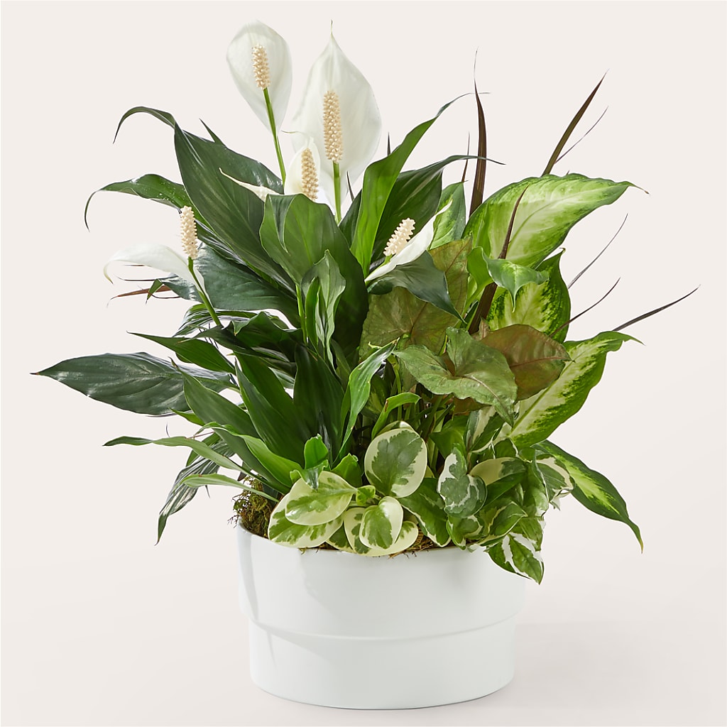 Radiating Positivity Dishgarden – All Occasion Florist, Sevierville TN