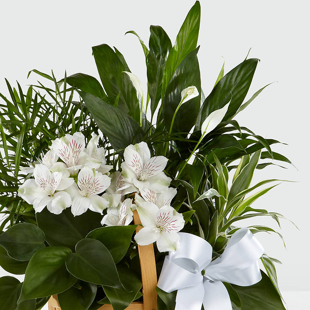 Peace & Serenity Dishgarden –  All Occasion Florist, Sevierville TN