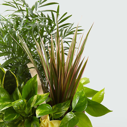 French Garden –  All Occasion Florist, Sevierville TN