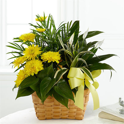 Loving Light Dishgarden –  All Occasion Florist, Sevierville TN