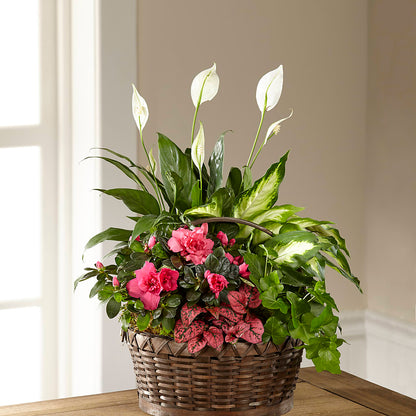 Dream in Pink Dishgarden –  All Occasion Florist, Sevierville TN