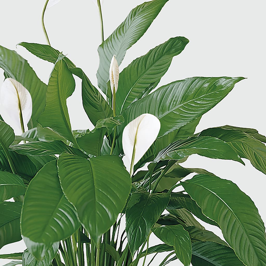 Tranquil Moments Peace Lily Plant –  All Occasion Florist, Sevierville TN