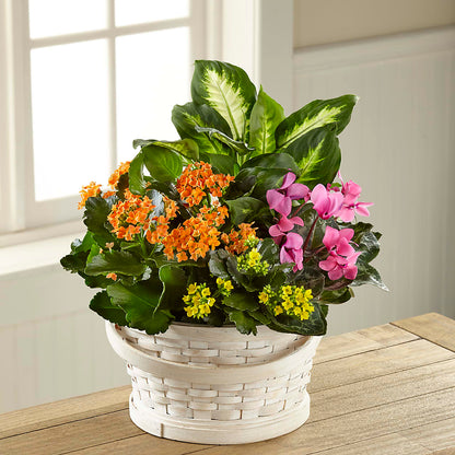 Color Crush Dishgarden –  All Occasion Florist, Sevierville TN