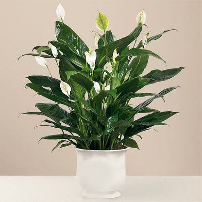 Comfort Planter –  All Occasion Florist, Sevierville TN