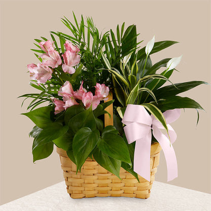 Living Spirit Dishgarden –  All Occasion Florist, Sevierville TN