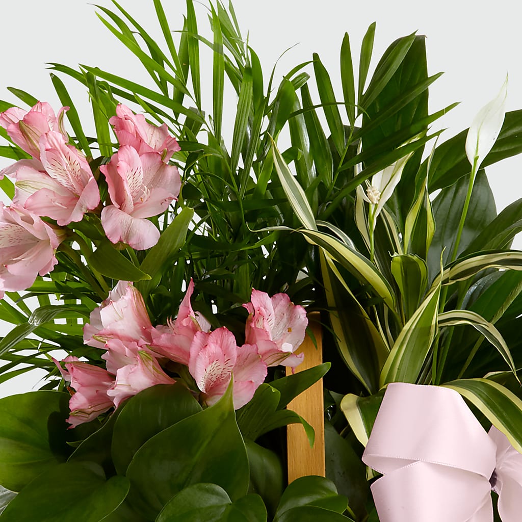 Living Spirit Dishgarden –  All Occasion Florist, Sevierville TN