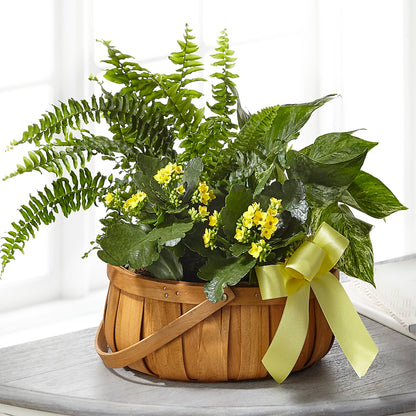 Always Dear Dishgarden –  All Occasion Florist, Sevierville TN