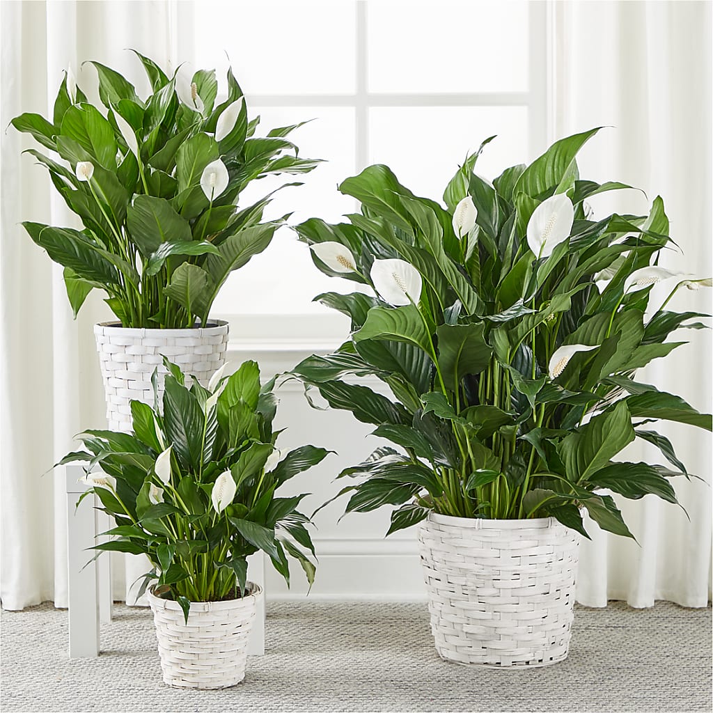 A New Leaf Peace Lily –  All Occasion Florist, Sevierville TN
