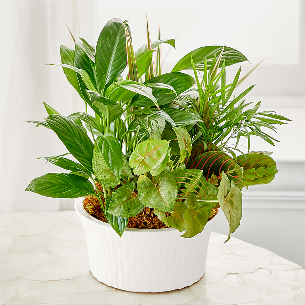 Balance & Harmony Dishgarden –  All Occasion Florist, Sevierville TN