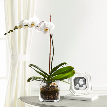 White Orchid Planter –  All Occasion Florist, Sevierville TN